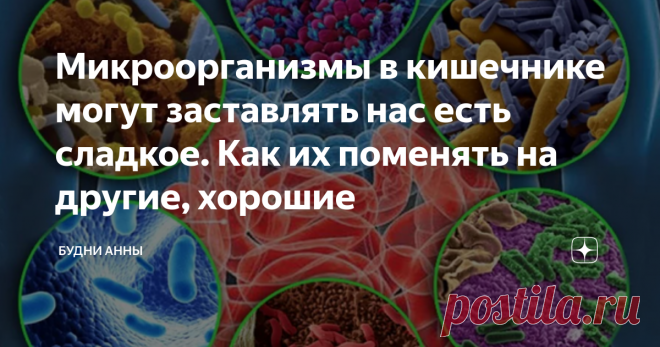Микроорганизмы в кишечнике могут заставлять нас есть сладкое. Как их поменять на другие, хорошие
