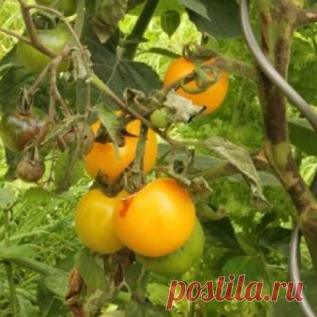 Томат: 5 шагов спасения от фитофтороза