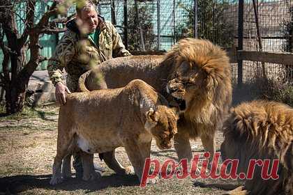 Появилось видео нападения льва на директора сафари-парка
