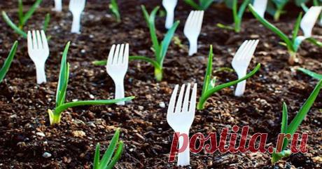 Она воткнула в землю вилки по всему саду. Причина тому была просто гениальной! Не каждый опытный садовод знает об этом. Настоящие садоводы знают, как сложно избавиться от нежелательных гостей на своих грядках и клумбах. Поэтому и придумывают различные, порой даже поразительные и уникальны способы, чтобы защитить свои насаждения от различных грызунов и вредителей. Сегодня вы