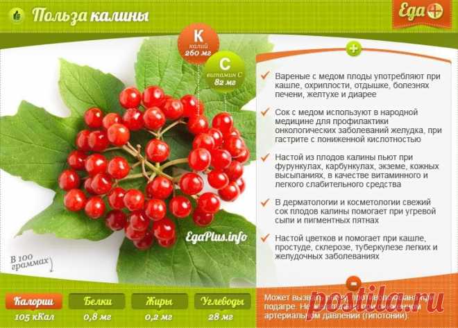 Польза калины