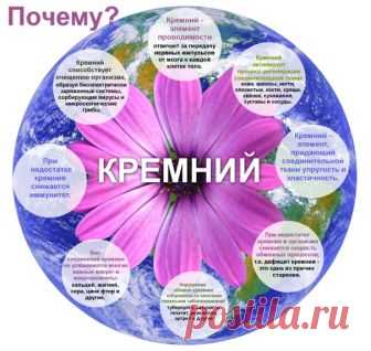 Кремний - второй по важности элемент после кислорода. Ни один живой организм не может обходиться без кремния. 
Кремний, благодаря своим химическим свойствам, создает электрические заряженные системы. Они обладают свойством 