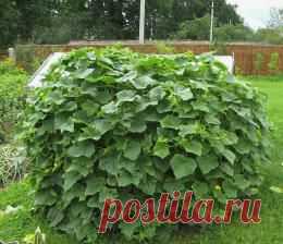 Кубик для огурцов | Сады Северо-Запада