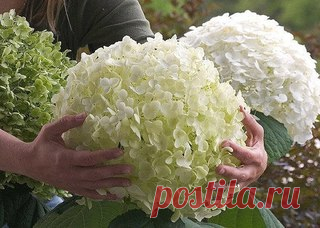 ВЫРАЩИВАНИЕ ГОРТЕНЗИИ
Сохраните, чтобы не потерять!

В этой статье разговор пойдет о гортензии. Благодаря своим красивым кустам, которые отличаются пышным и длительным цветением гортензия поистине является лучшим украшением дачного участка. Причем многие дачники совершенно справедливо называют ее «прекрасной дамой сада».
Показать полностью…