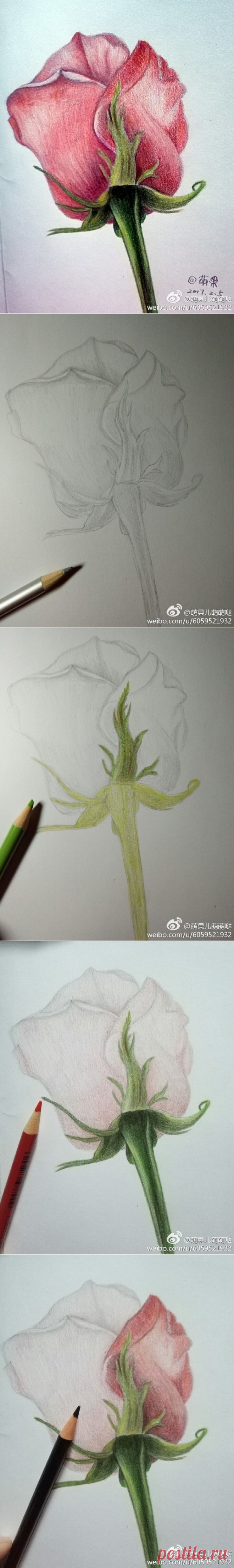 Роза цветными карандашами — DIYIdeas