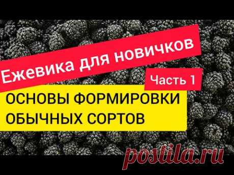 Ежевика для новичков. Часть1. Основы формировки обычных сортов