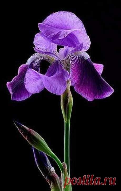 Google+