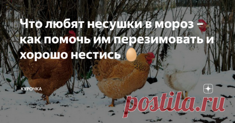 Что любят несушки в мороз – как помочь им перезимовать и хорошо нестись 🥚 Добрый день, опытные и начинающие птицеводы! Что любит домашняя птица зимой и что надо им сделать для хорошей зимовки? Начнем с того, что куры тоже адаптируются к температуре, как и мы. Например, в начале зимы мы и при нулевой температуре мерзнем – организм не перестроился. А вскоре и при –10ºС можем подолгу гулять, кажется, что тепло на улице.
Вот и у птиц также, поэтому не будем им усложнять