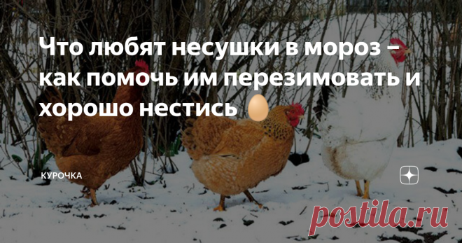 Что любят несушки в мороз – как помочь им перезимовать и хорошо нестись 🥚 Добрый день, опытные и начинающие птицеводы! Что любит домашняя птица зимой и что надо им сделать для хорошей зимовки? Начнем с того, что куры тоже адаптируются к температуре, как и мы. Например, в начале зимы мы и при нулевой температуре мерзнем – организм не перестроился. А вскоре и при –10ºС можем подолгу гулять, кажется, что тепло на улице.
Вот и у птиц также, поэтому не будем им усложнять