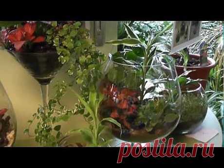 ▶ Бутылочные садики, или флорариумы. - YouTube