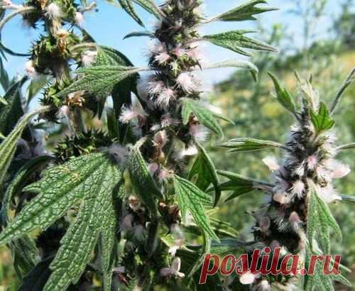 .ПУСТЫРНИК - ВСЕ ЛЕКАРСТВА В ОДНОМ РАСТЕНИИ