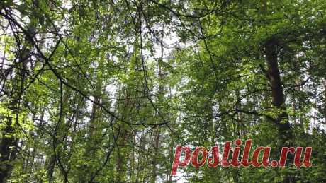 Прогулка по бору. Кемерово 25-05-2019