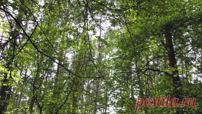 Прогулка по бору. Кемерово 25-05-2019