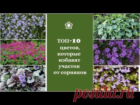 ❀ ТОП-10 цветов, которые избавят участок от сорняков