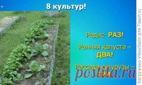 О севообороте знаю давно, поэтому свой огород поделил на 6 участков. На дачном участке севооборот правильнее, конечно, называть плодосменом. У