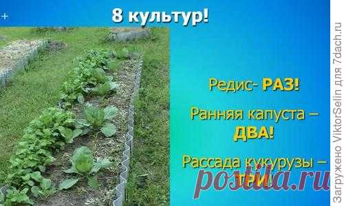 О севообороте знаю давно, поэтому свой огород поделил на 6 участков. На дачном участке севооборот правильнее, конечно, называть плодосменом. У