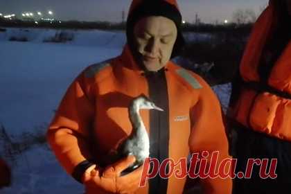 В Новосибирске спасли раненую водоплавающую птицу. Новосибирские спасатели помогли птице с поврежденным крылом. Очевидцы заметили ее у Юго-Западного жилмассива накануне, около пяти вечера. В итоге спасенную чомгу с поврежденным правым крылом удалось пристроить в новосибирский зоопарк. Спасатели связались с сотрудниками учреждения и доставили им птицу.