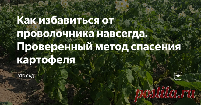 Как избавиться от проволочника навсегда. Проверенный метод спасения картофеля Раньше у меня весь картофель был 
