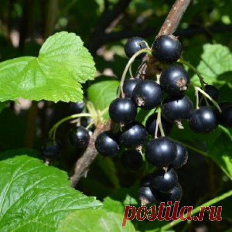 Сорта смородины с самыми крупными ягодами