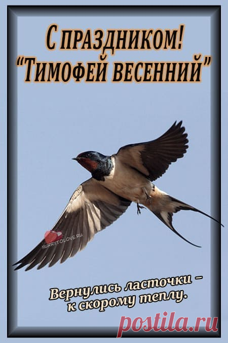 Тимофей Весновей! С праздником!