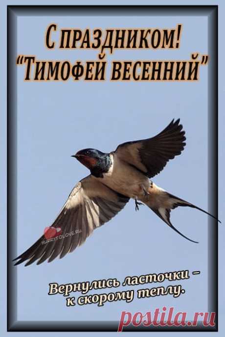 Тимофей Весновей! С праздником!