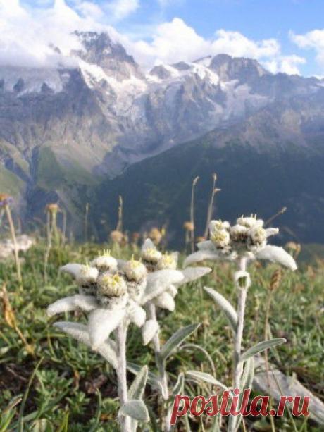 Ах цветы, да цветы... | Гостиная для друзей
