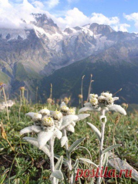 Ах цветы, да цветы... | Гостиная для друзей