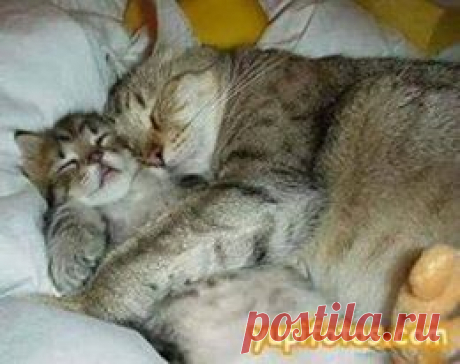(11) Facebook
