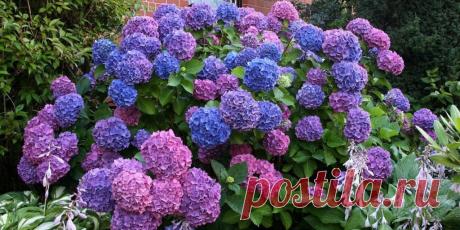 Гортензия Букет Роуз: посадка, уход, фото, отзывы