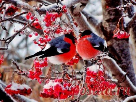 Одноклассники