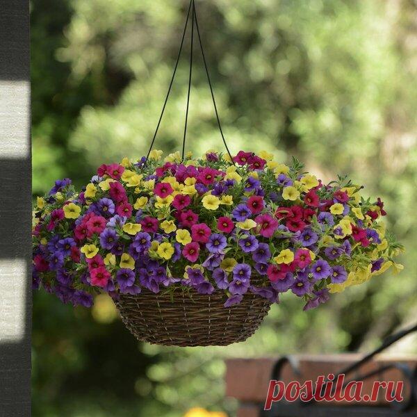Калибрахоа — достойный конкурент петунии. Обязательно посажу на следующий год | Секреты Сада | Яндекс Дзен
