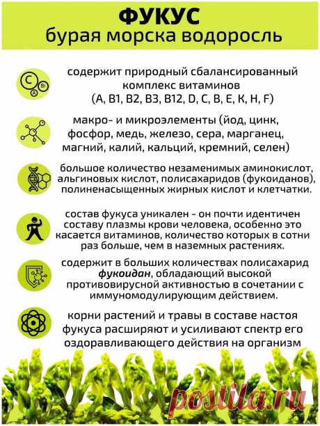 Фукус - бурая морская водоросль