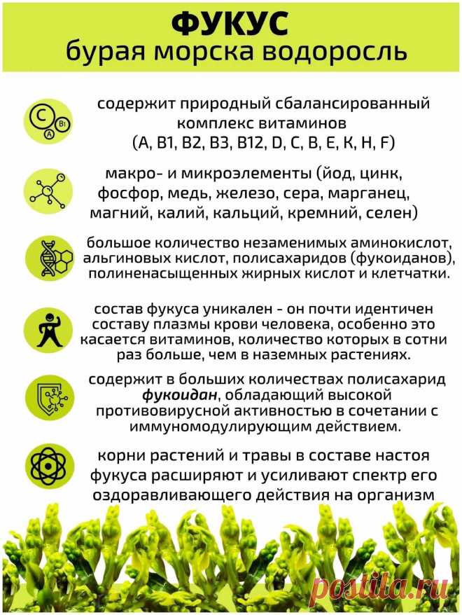 Фукус - бурая морская водоросль
