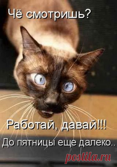 смешные животные - Поиск в Google