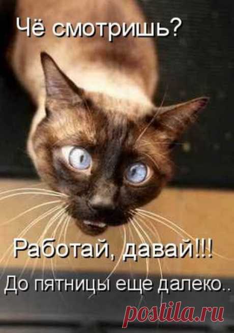 смешные животные - Поиск в Google