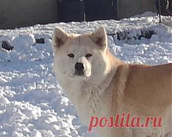 Акита Ину  Ицуми Гай Наоки