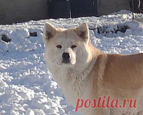 Акита Ину  Ицуми Гай Наоки