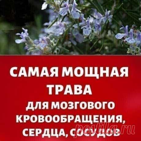 ЧЕМ ПОЛЕЗЕН РОЗМАРИН?