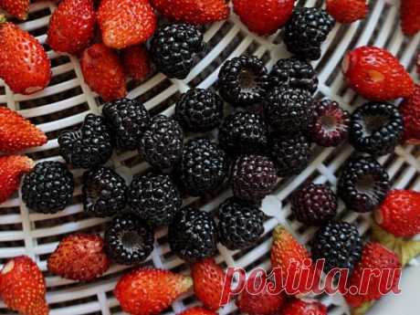 Чёрная малина (Rubus idaeus)