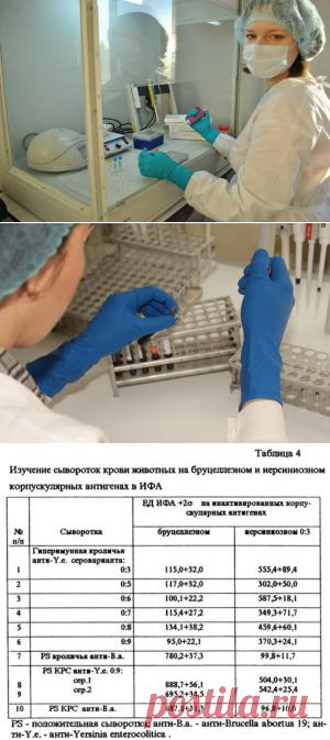 Внедрение новых методов серологической диагностики бруцеллёза животных - БиоКорова