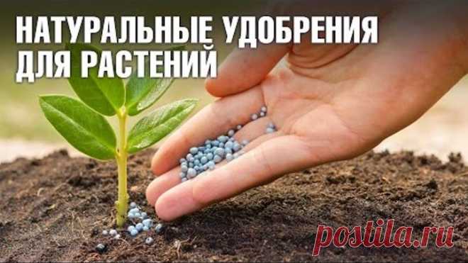 Натуральные удобрения для домашних цветов: кофе, сахар, банановая кожура и дрожжи
