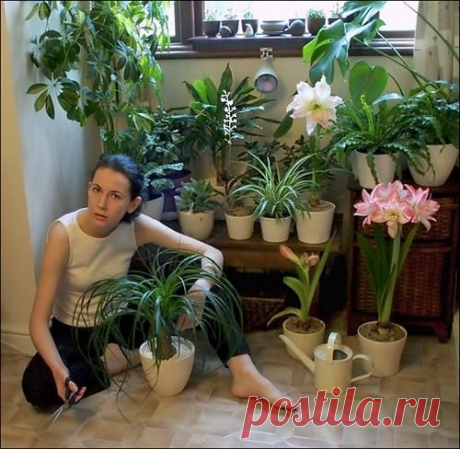 В августе не забудем о комнатных растениях.