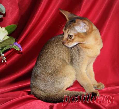 Абиссинский котик,3 мес.
