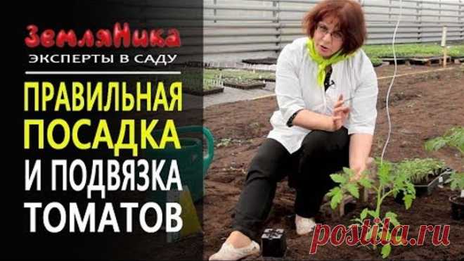 Как правильно посадить помидоры. Высадка и подвязка томатов. Экспертный совет. 0+