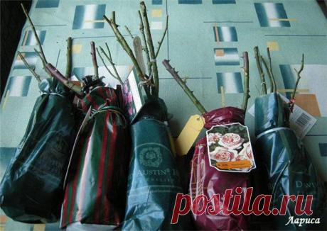 сообщение бама : Покупаем розы и сохраняем их до посадки. (11:40 03-03-2015) [4545158/355239756] - zelovskaya1949@mail.ru - Почта Mail.Ru