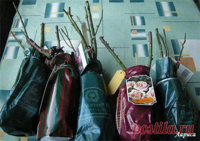 сообщение бама : Покупаем розы и сохраняем их до посадки. (11:40 03-03-2015) [4545158/355239756] - zelovskaya1949@mail.ru - Почта Mail.Ru