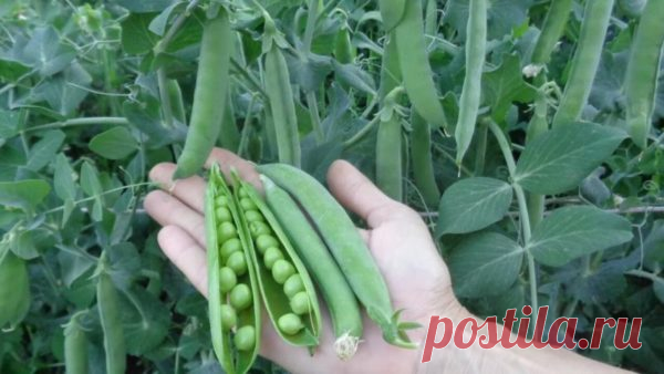 Легкая и бюджетная подвязка гороха, гарантирующая обильный урожай Горошек — очень вкусная и любимая культура, неприхотливая и выносливая к прохладной погоде. Однако, чтобы получить больше урожая, а заодно