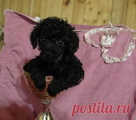 Щенок 29-12-13 г.р.