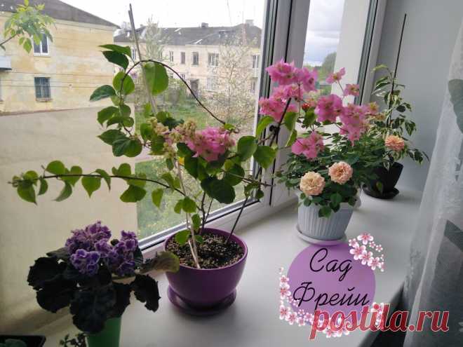 Мошки в горшке – недобрый сигнал: у цветка неприятности и его грызут. Как помочь комнатному растению (без спичек) | Сад Фрейи | Яндекс Дзен