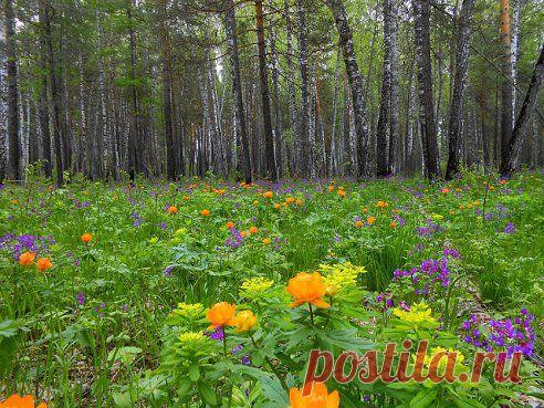 Чудесная картина!
ВАЛЕРИЙ БАЖЕНОВ

НЕ ТРОНУТАЯ ПРИРОДА (НЕ УСПЕЛИ)